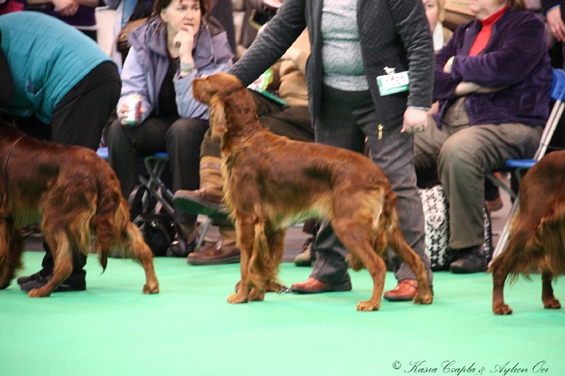 Crufts2011 271.jpg